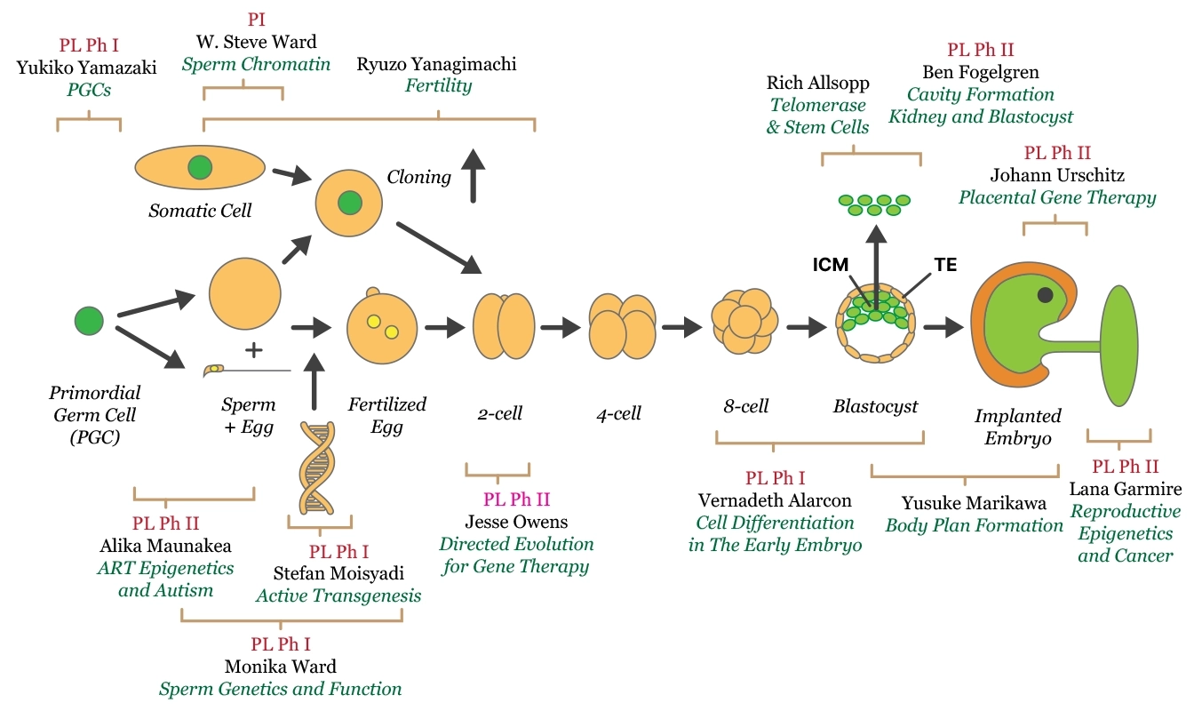 fertility diagram