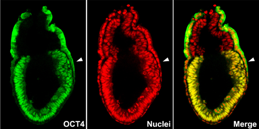 Confocal microscopy image of mouse E6.5 stage embryo, showing the distribution of pluripotency regulator OCT4 protein (green) and all the nuclei (red). The epiblast shows nuclear localization of OCT4 protein. Arrowhead indicates the site of the primitive streak formation.